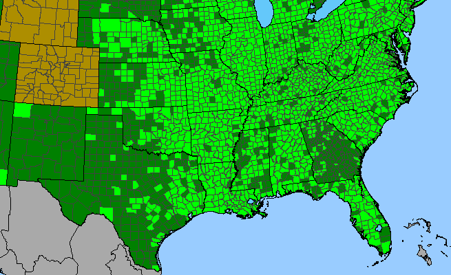 The range of Cyperus strigosus